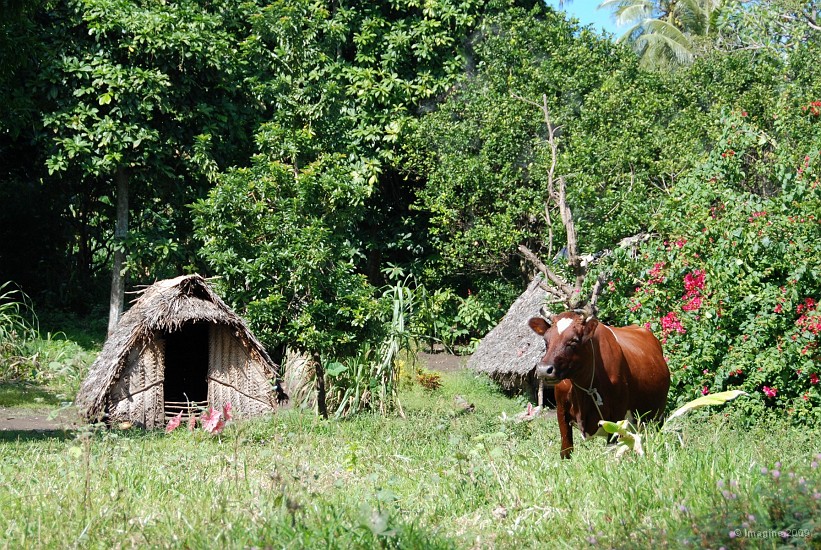 110- Une vache broute devant les cases du village.JPG